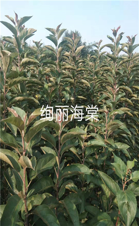 绚丽海棠苗
