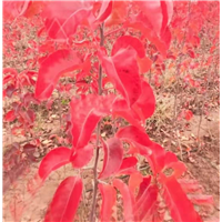 彩叶豆梨秋火焰培育基地