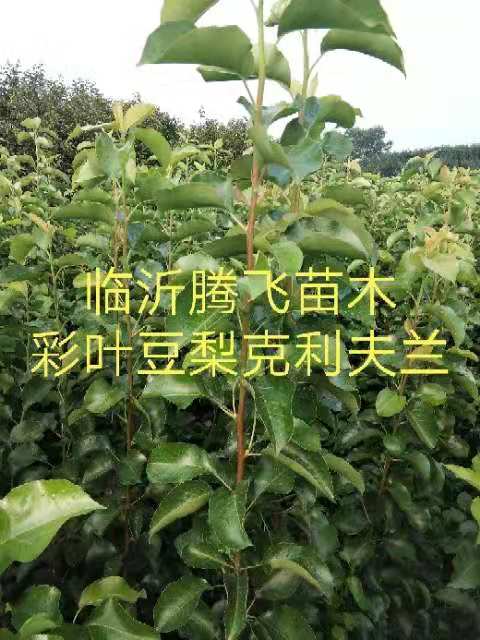 临沂彩叶豆梨克利夫兰精选报价