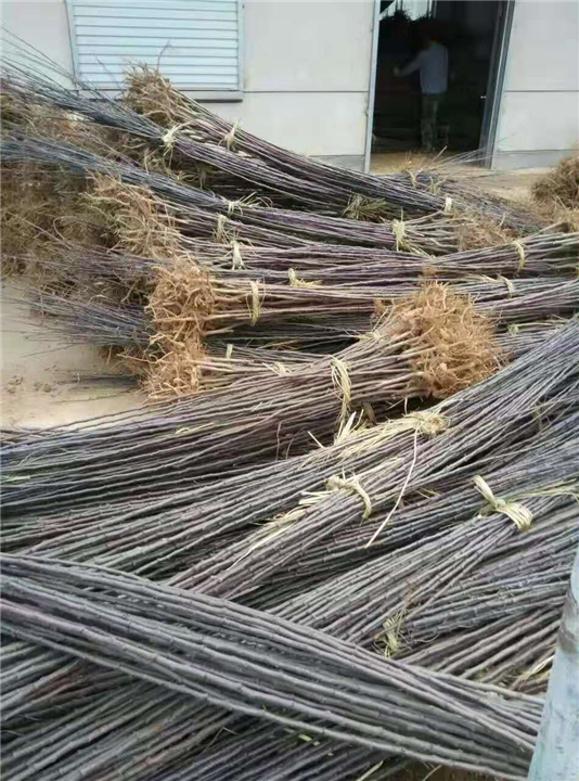 山东绚丽海棠苗培育基地