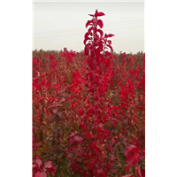 临沂彩叶豆梨秋火焰种植园