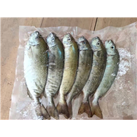 霞浦蓝子鱼 