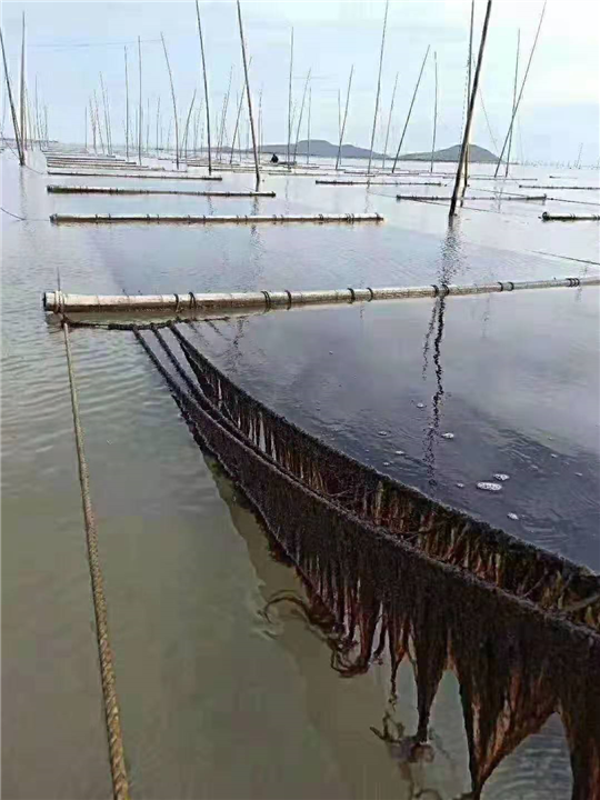 紫菜批发 