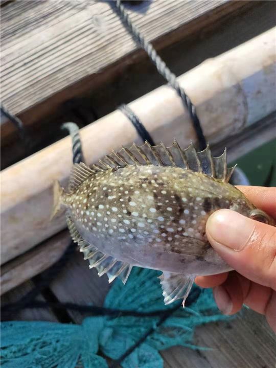 蓝子鱼批发 
