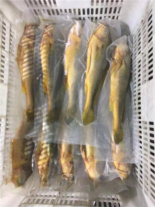 霞浦大黄鱼 