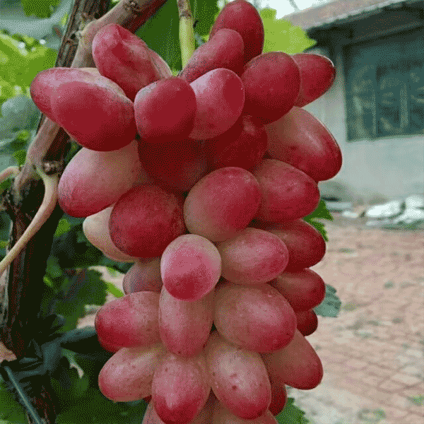 葡萄 