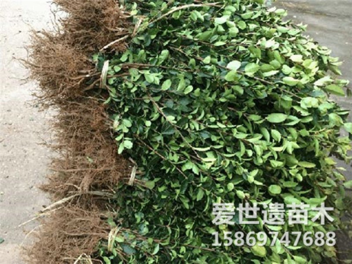 海南三年生油茶苗哪家更优良