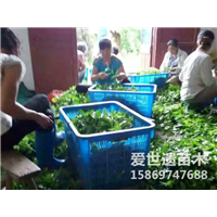 2020湖南优质油茶苗全新价格