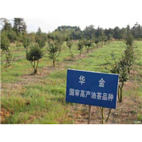 四川三年生油茶苗2020**价格