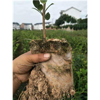 湖南油茶苗2020全新价格