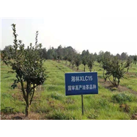 2020吉林三年生油茶苗全新价格
