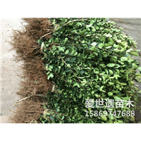 辽宁三年生油茶苗哪家比较优良