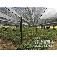 浙江油茶苗2020全新价格