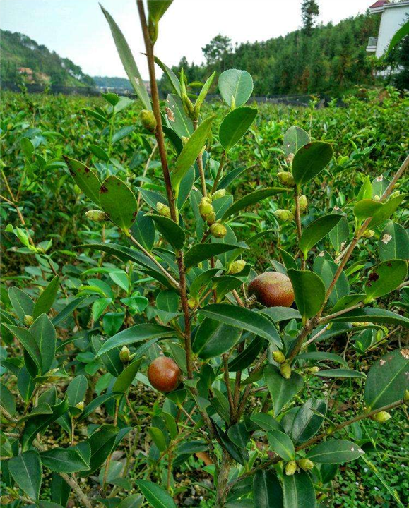 河南一年生油茶苗2020基地**价格