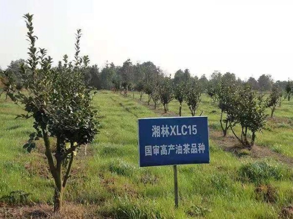 2020吉林三年生油茶苗全新价格