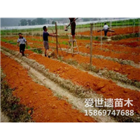 2020贵州油茶苗哪家比较好