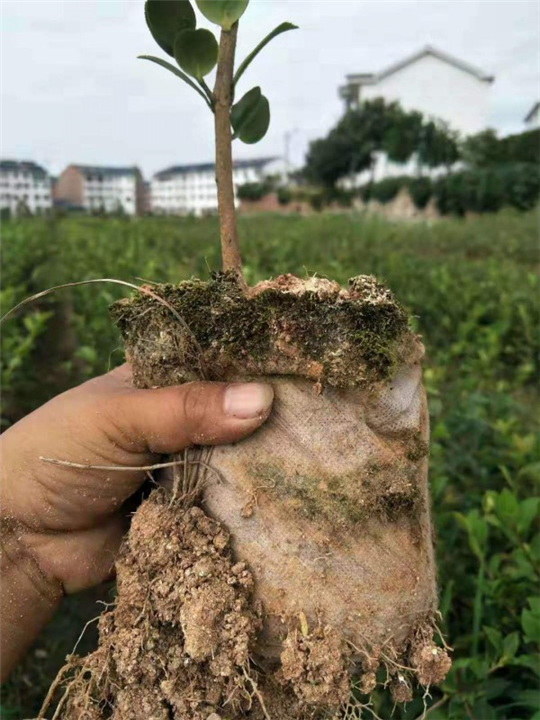 湖南油茶苗2020全新价格