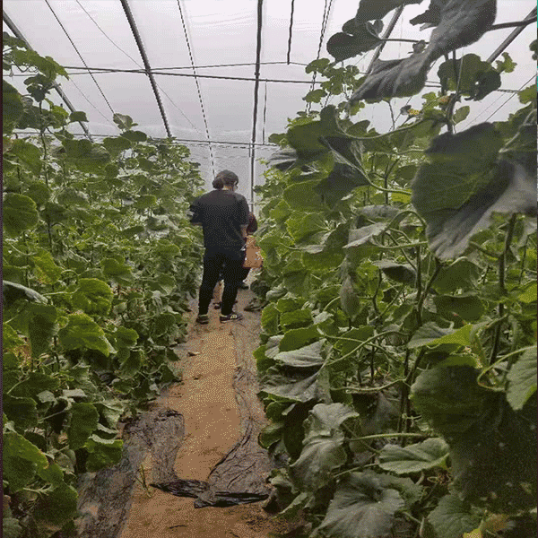 优质甜瓜 