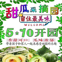 优质甜瓜 
