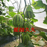 优质甜瓜