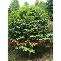 茶花病虫害防御技术