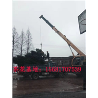 四川宜宾茶花