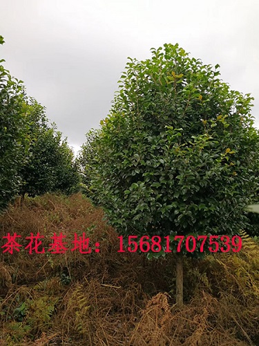 茶花种植移植方法