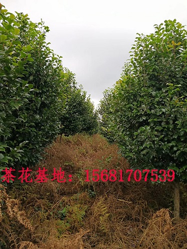 四川茶花品种苗