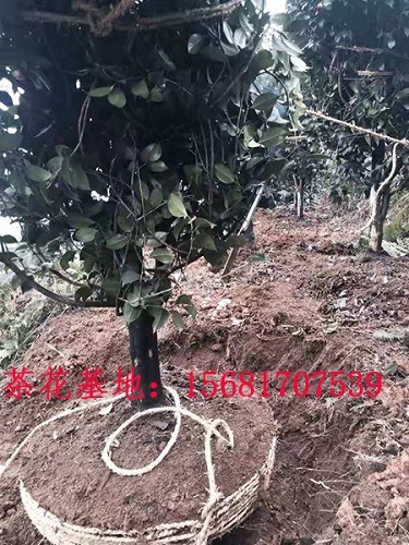 大茶花树