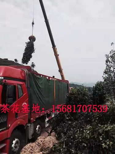 哪里茶花好