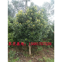 哪里茶花好