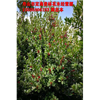 全缘冬青_浙江冬青供应_浙江花木基地