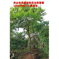 铁冬青_浙江苗木供应_浙江花木网
