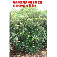 厚皮香_厚皮香基地_浙江花木基地