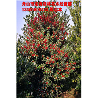 全缘冬青_浙江冬青批发_浙江花木基地