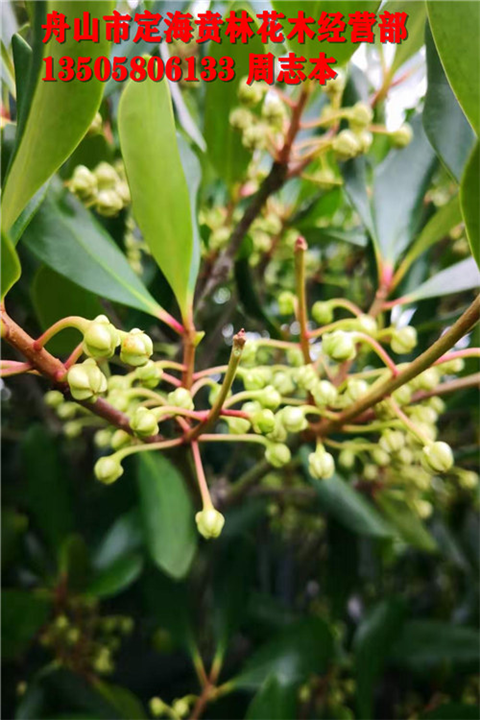 日本厚皮香_厚皮香批发_浙江花木基地