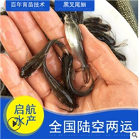 哪里有叉尾鮰鱼苗批发 