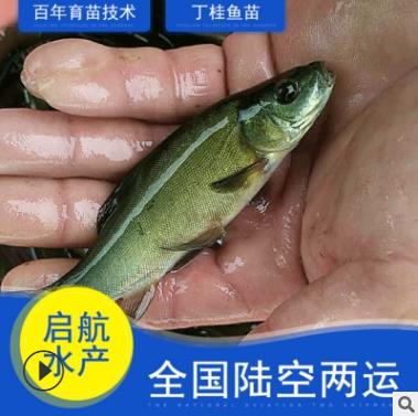 哪里有丁桂鱼苗批发 