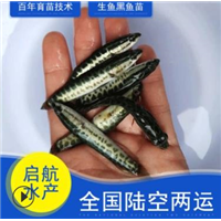 广东黑鱼苗批发/惠州黑鱼苗批