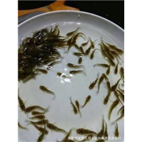 广东黄骨鱼苗批发/广州黄骨鱼苗批发/惠州黄骨鱼苗批发 