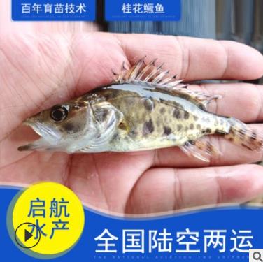 广东桂花鱼批发/惠州桂花鱼批发/广州桂花鱼批发 