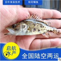 哪里有桂花鱼苗批发 