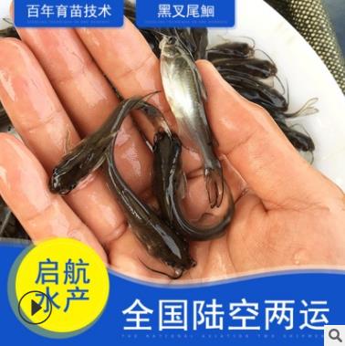 哪里有叉尾鮰鱼苗批发 