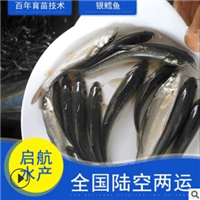 广东银鳕鱼批发/广州银鳕鱼批