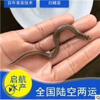 广东鳗鱼苗批发/广州鳗鱼苗批发/惠州鳗鱼苗批发 