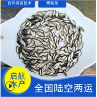 广东鲫鱼苗批发/广东鲫鱼苗批发/惠州鲫鱼苗批发 