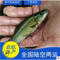 哪里有丁桂鱼苗批发 