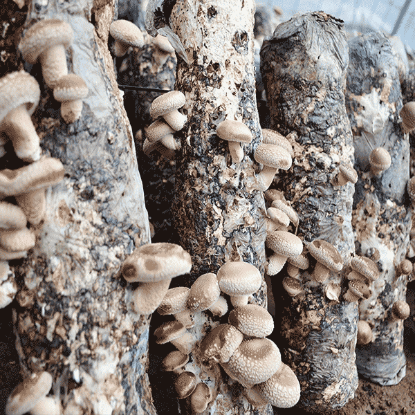 食用菌 