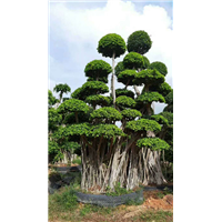 造型金钱榕桩景