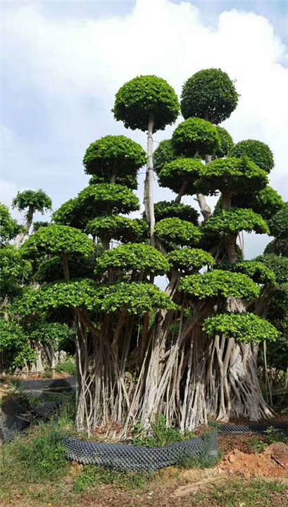 造型金钱榕桩景 